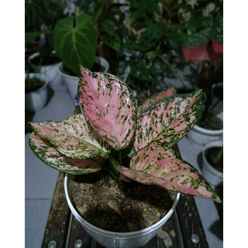 aglonema lady valentine bibit anakan