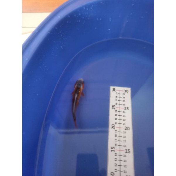 ikan koi hana shushui anakan dari indukan Impor F1 berkualitas