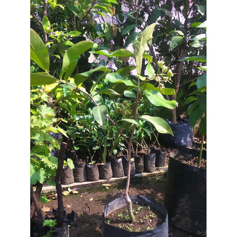 Bibit Jambu Air Cincalo Merah Okulasi