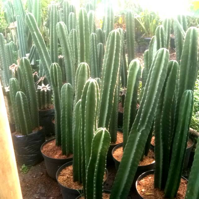 Tanaman Kaktus Koboi 3 Batang Pohon Kaktus Belimbing Kaktus Hits Shopee Indonesia