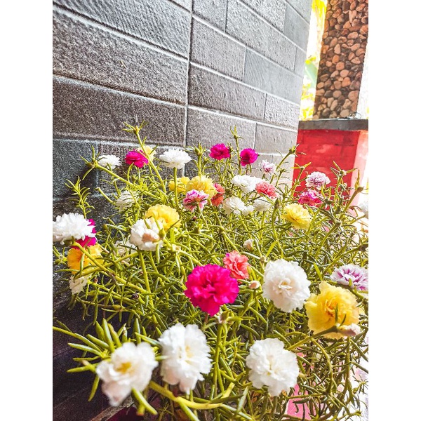 Krokot Mawar Tanah /MosseRose Murah/Warna Random