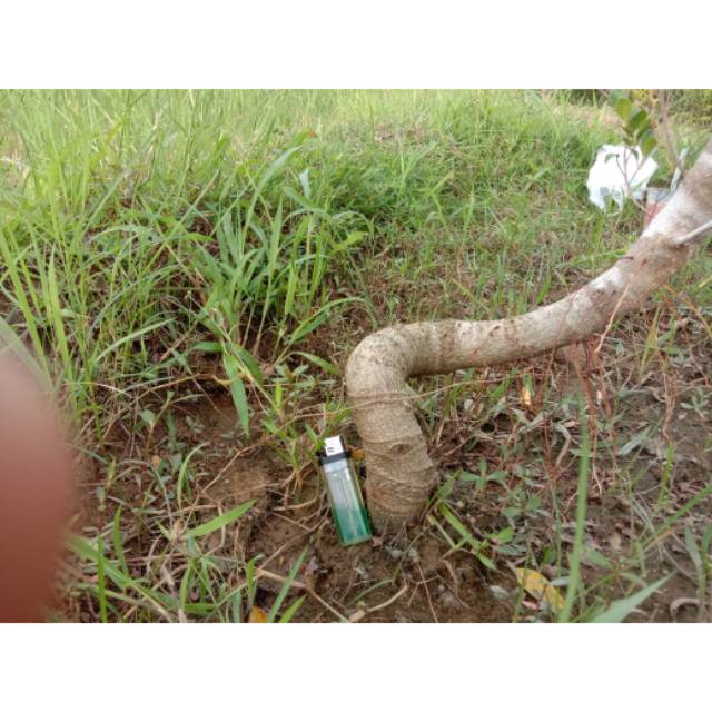 bibit beringin kimeng Programan