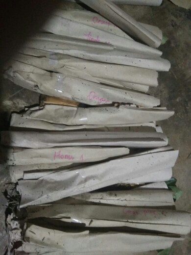 Adenium / Kamboja Jepang  Nomor 1-9 - Tanaman Hidup - Bibit Adenium Kamboja Jepang