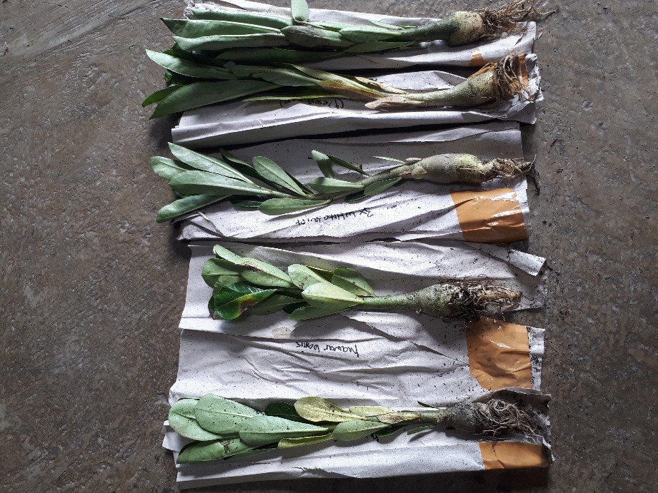 Benih Adenium Desert 3x White Purple