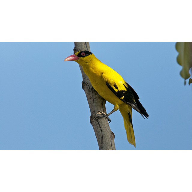 Burung Kepodang Emas Bali
