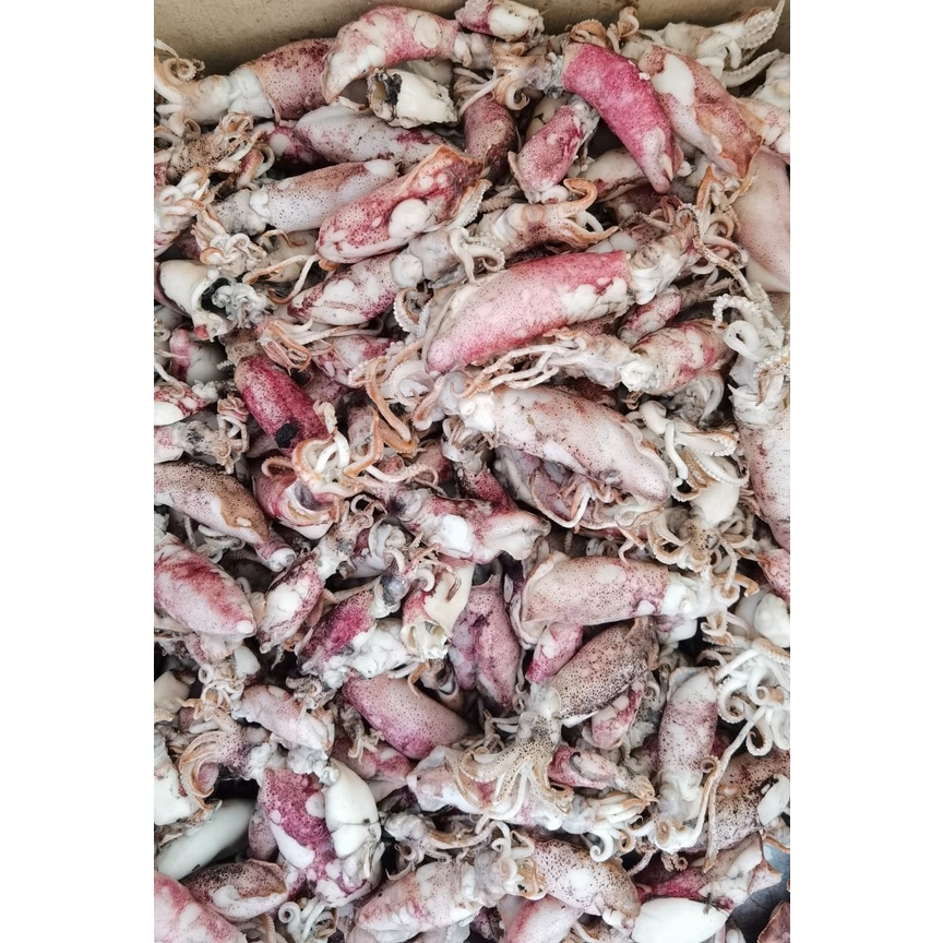 

Cumi Asin 100gr Berkualitas TAnpa Pengawet / Berkah Bahari Ikan Asin - Ikan Teri - Udang Rebon/ High Quality Dried Shrimp - Salted Fish - Anchovies