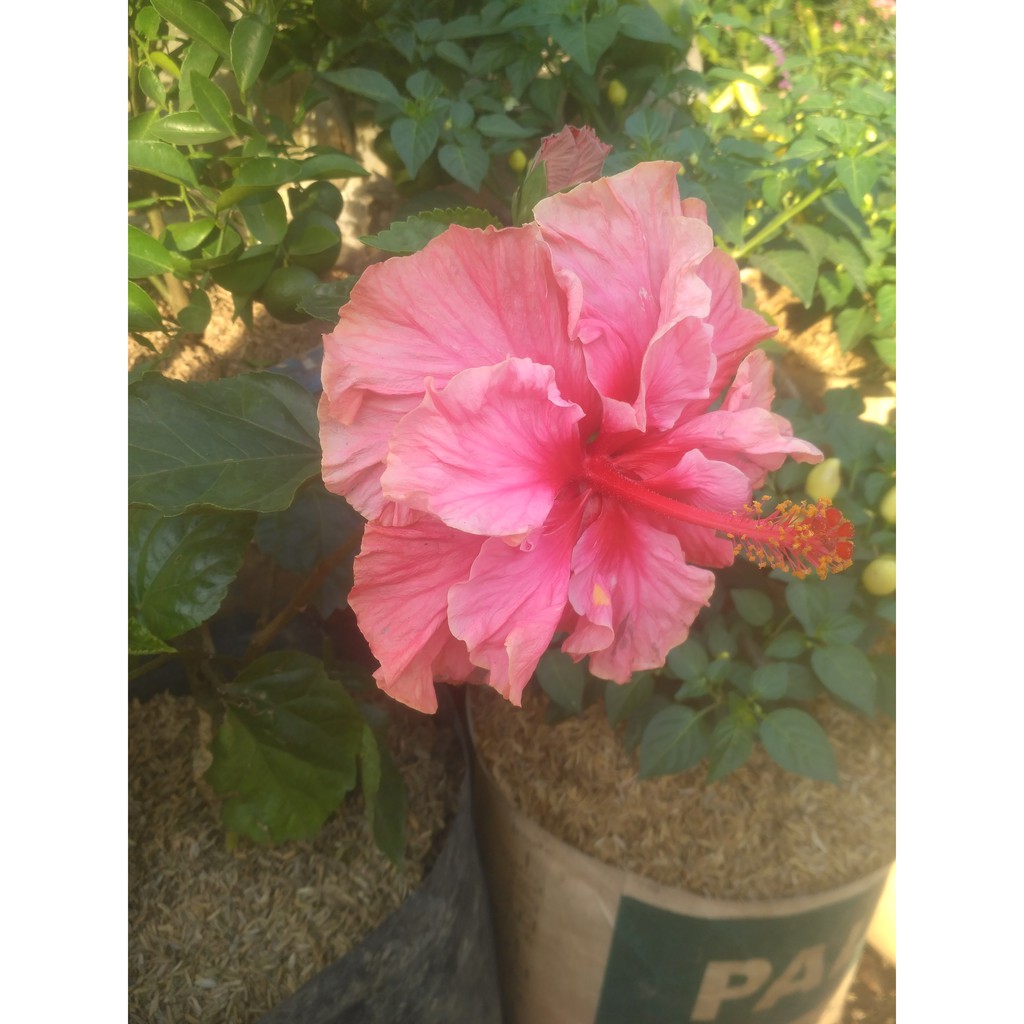 Tanaman Kembang sepatu (Hibiscus rosa-sinensis )