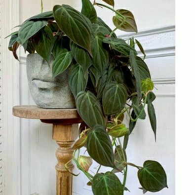 tanaman philodendron mican /melano kw