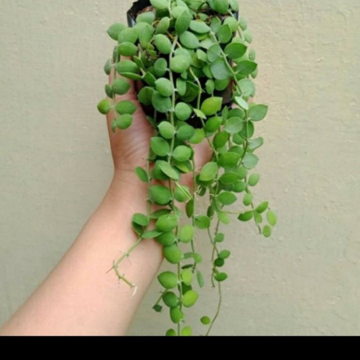 tanaman hias dischidia numularia -tanaman hias gantung