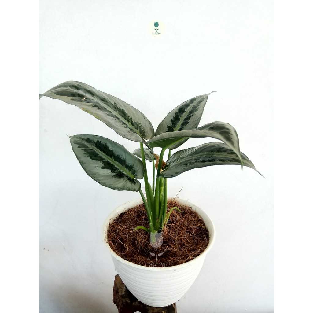 Tanaman schismatoglottis