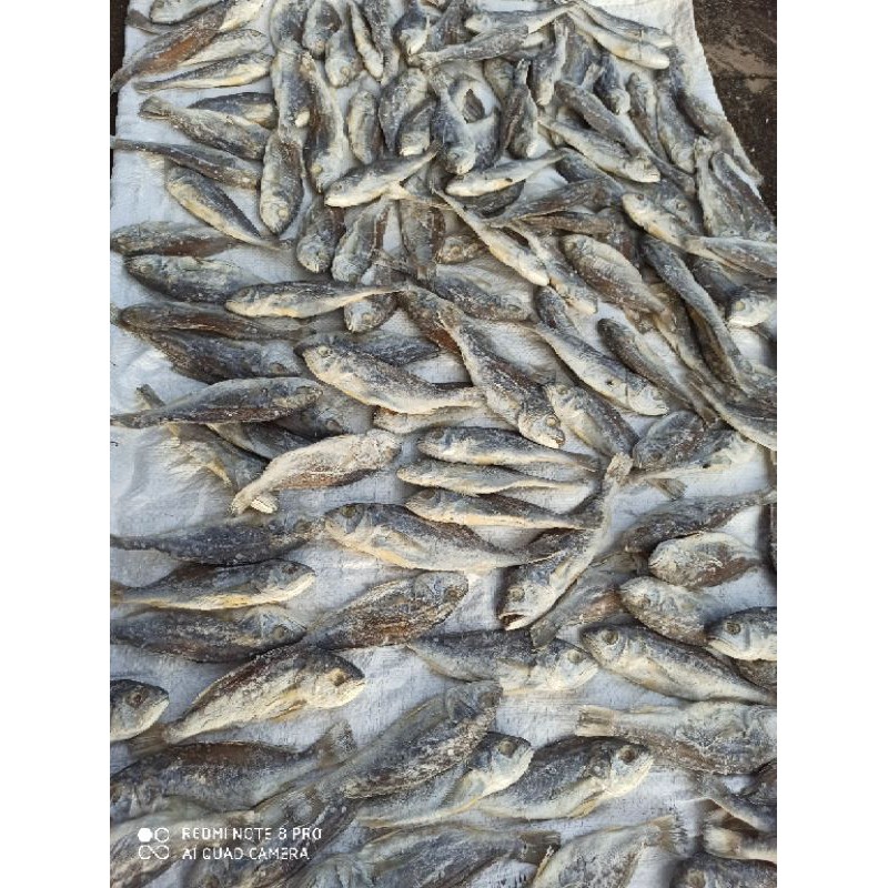 

Ikan asin kepala batu kemasan 500gram