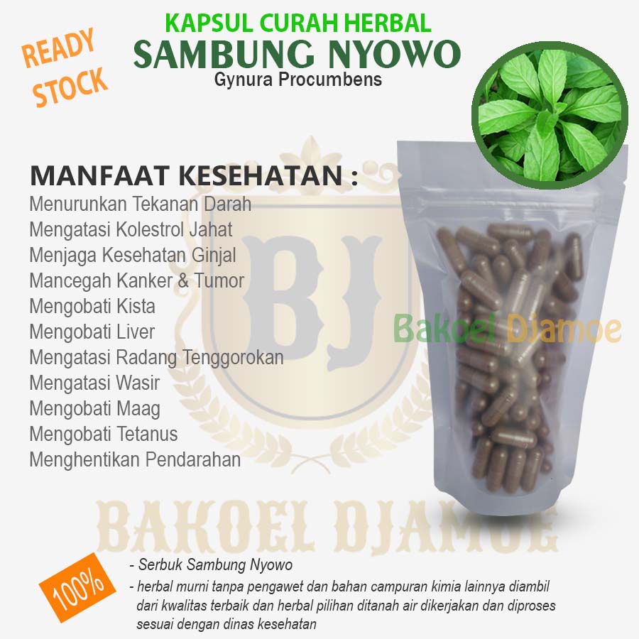 

Kapsul curah herbal sambung nyowo kapsul herbal tekanan darah kolesterol ginjal