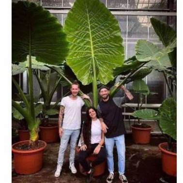 tanaman hias sente hijau/tanaman hias talas