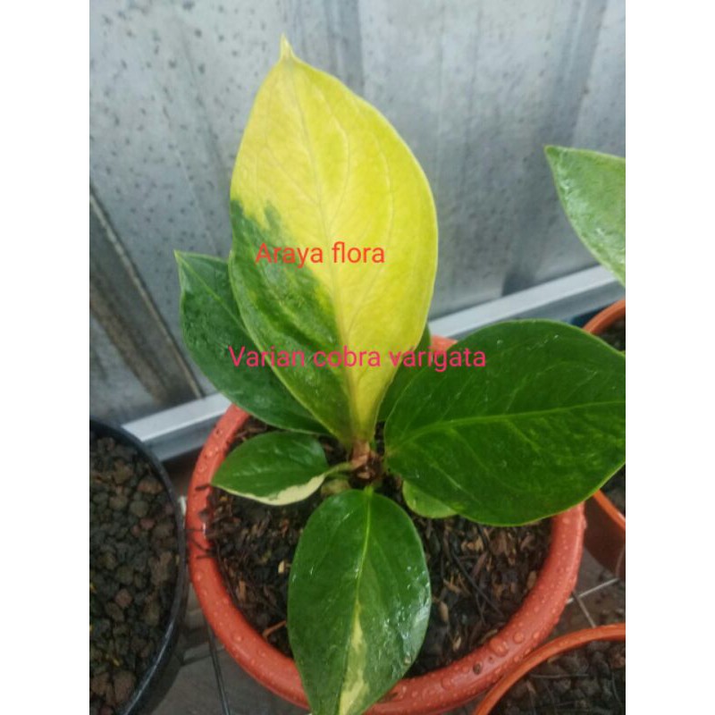 Jemani varian cobra varigata