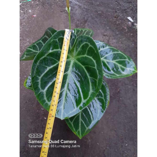 tanaman hias kuping gajah dorayaki original dewasa tangkai daun bentuk D atau kotak dikirim sesuai f