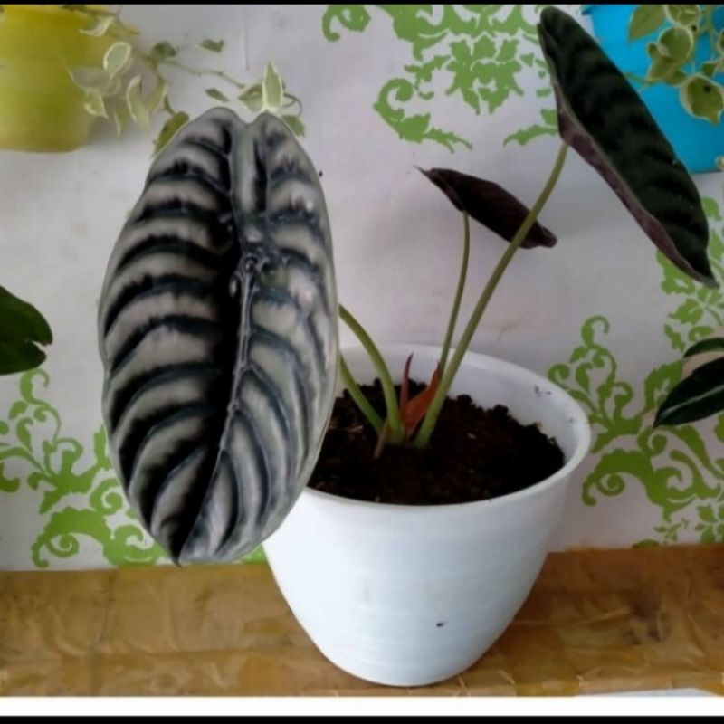 Tanaman hias alocasia cuprea - alocasia cuprea
