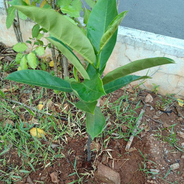 Bibit Buah Cempedak Manis Super