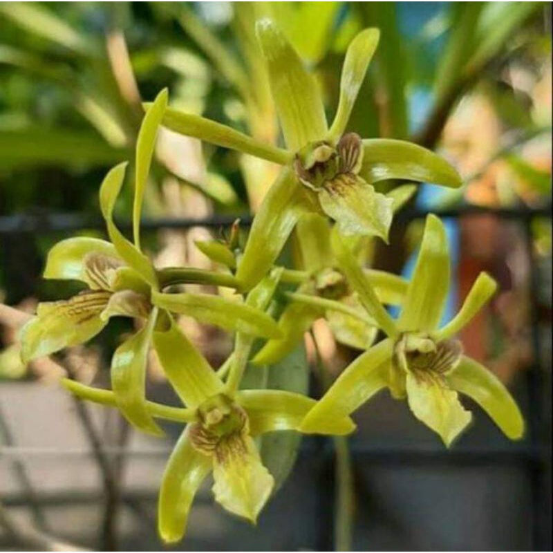 Anggrek Dendrobium Capra / Larat Hijau