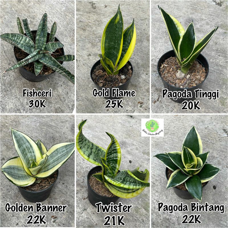 Sansevierria Si Pembersih Udara Indoor Plant