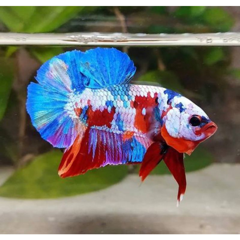 ikan cupang nemo koi pejantan+bonus