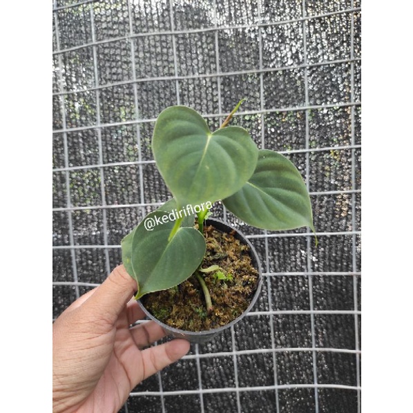 Philodendron  Lupinum
