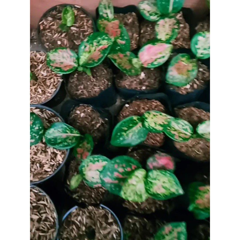 paket 3 Aglonema anakan ( Wulandari,tri calour, Super white)