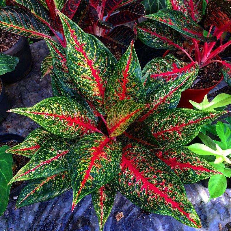 AGLONEMA HOT LADY / AGLONEMA FLAMMING LADY / TANAMAN HIAS AGLAONEMA HOT LADY
