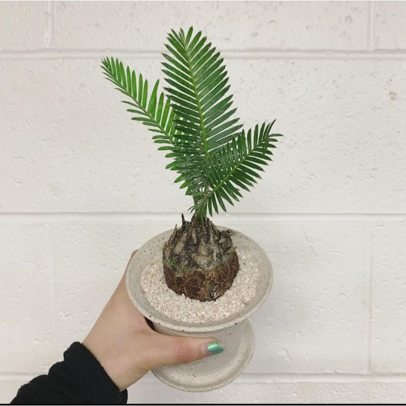 Palem sikas - tanaman hias palem sikas - palem - pohon palem sikas - pohon palem