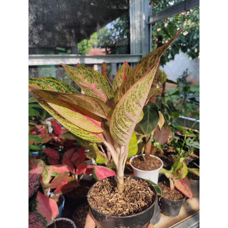 TANAMAN HIAS Aglonema Red Legacy - Aglonema Red Legacy Siap Indukan - Bunga Aglaonema Legacy