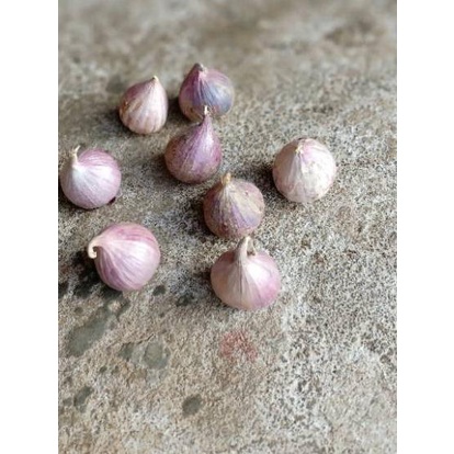 

⚡COD⚡ Bawang Putih Tunggal / Bawang Lanang Herbal Premium harga bersaing