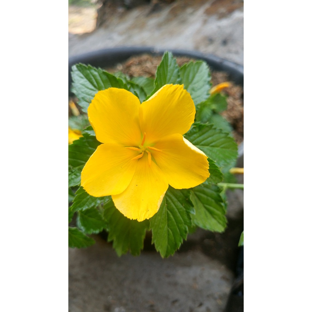 Yolanda kuning  (Myosurus L. Ranunculus)- Tanaman hias bunga yolanda kuning/buttercup kuning