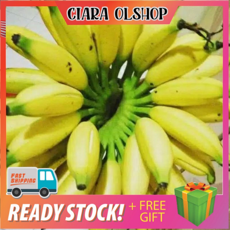 bibit pisang ulin / pisang berlin
