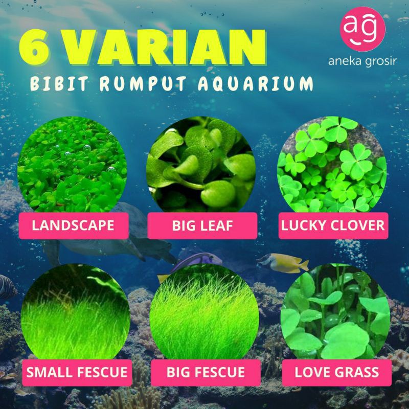 GSPRO2 benih bibit rumput akuarium , aquascape kemasan botol 3ml murah coy  MGSPRO2