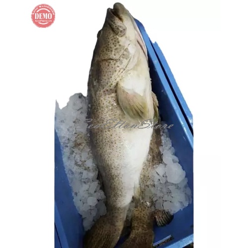 

IKAN KERAPU SEGAR MACAN Ikan Laut Segar