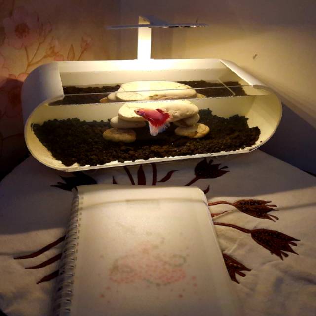 Aquarium mini soliter cupang lampu tidur