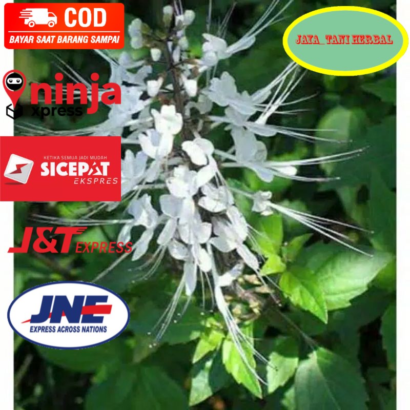 

daun kumis kucing segar 500gram siap petik ke kebun Order di jaya_tani herbal