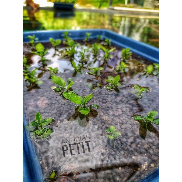 Anubias Petite Aquascape