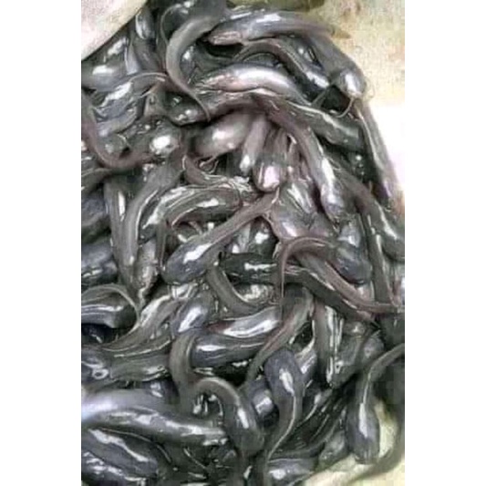 bibit lele Sangkuriang