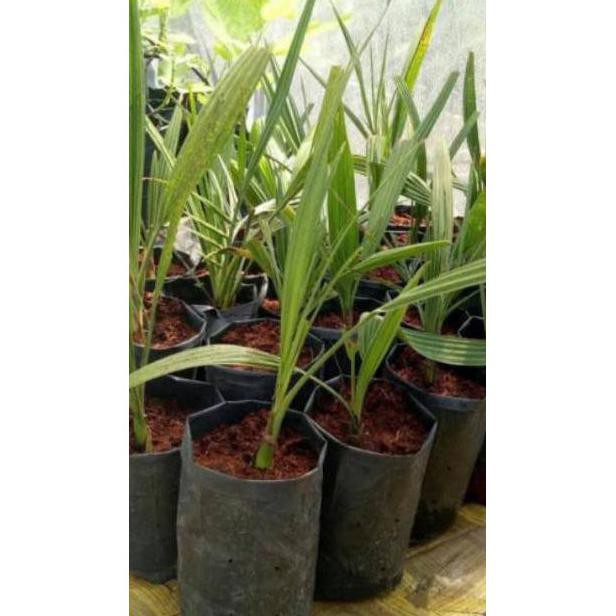 Kqd Lock Bibit Kurma Tropis Indonesia
