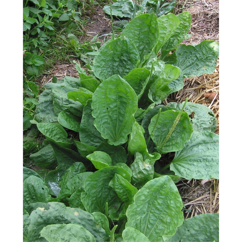 

Daun Sendok | Ki Urat segar Murah