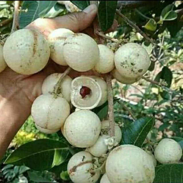 Bibit pohon kelengkeng matalada