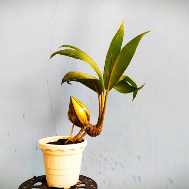 Bonsai Kelapa Minion Shopee Indonesia