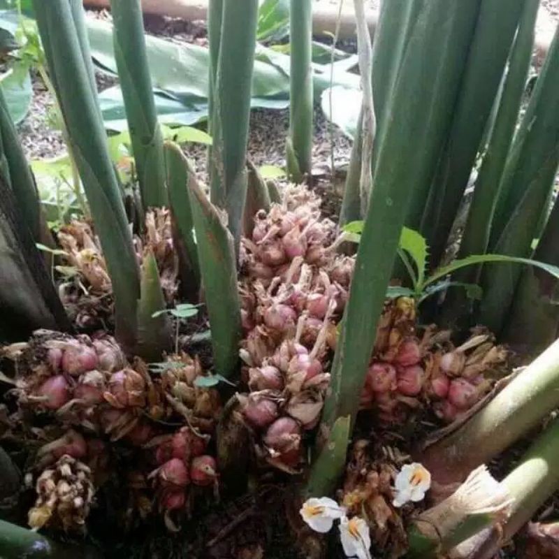 Bibit Kapulaga Hibrida Lokal/Bibit Kapulaga super/Benih Kapulaga unggul