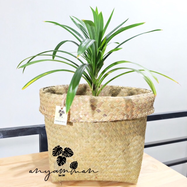 Keranjang Anyaman Purun D40cm Cover Pot Tanaman Purun Keranjang Anyaman Purun D40cm Cover Pot Tanaman Purun