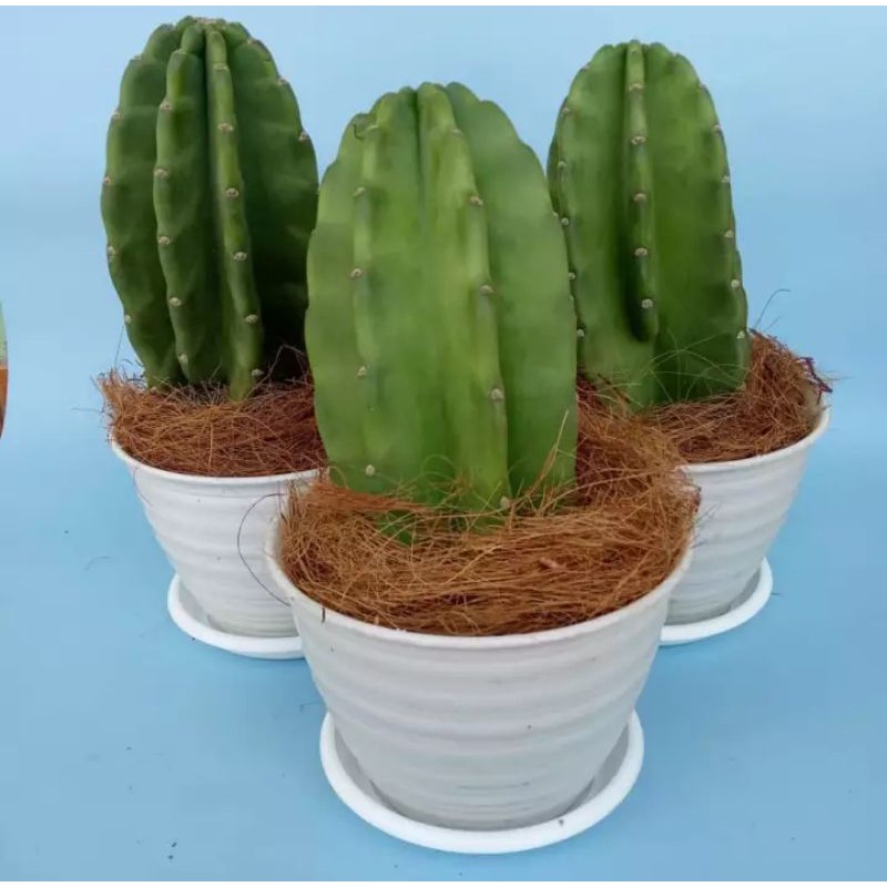 kaktus koboi mini kaktus belimbing