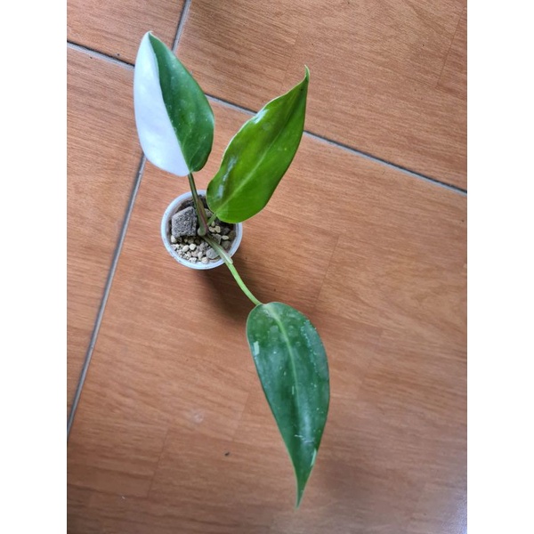 white princess philodendron