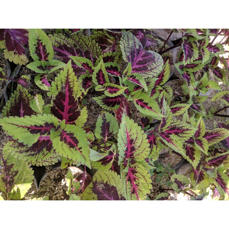 Tanaman Hias Miana lidah merah (coleus Plectranthus scutellarioides)