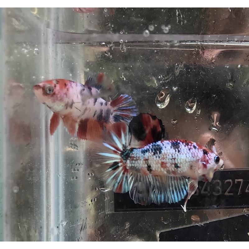 cupang hmpk plakat koi nemo multicolor murah