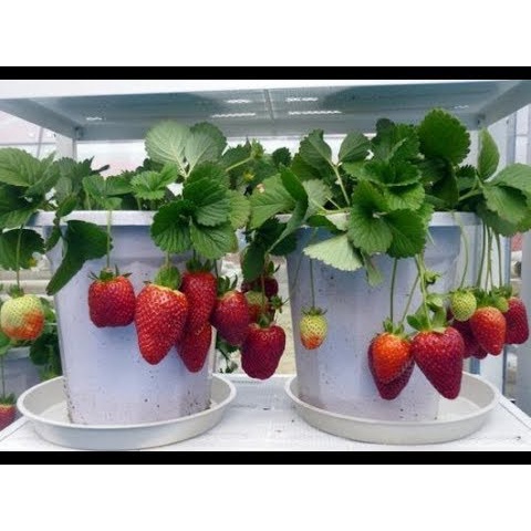 (TANAMAN)Bibit Pohon Strawberry KALIBRET SUPER Unggul Tanaman pohon Strawberry berbuah besar, manis BIBIT STRAWBERY SIAP BERBUAH BIBIT BUAH BUAHAN DALAM POT TANAMAN HIAS HIDUP COD BAYAR DI TEMPAT