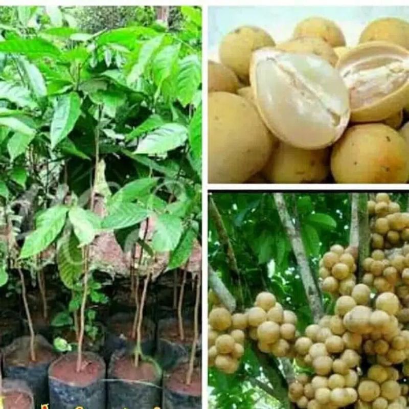 Bibit Duku Tanpa Biji Cepat berbuah